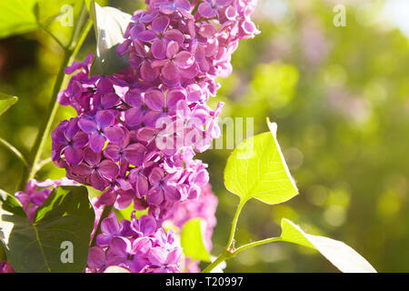 Lilla. Lillà, syringa o siringa. Colorata viola lillà fiorisce con foglie verdi. Motivo floreale. Lilac texture di sfondo. Carta da parati lilla Foto Stock