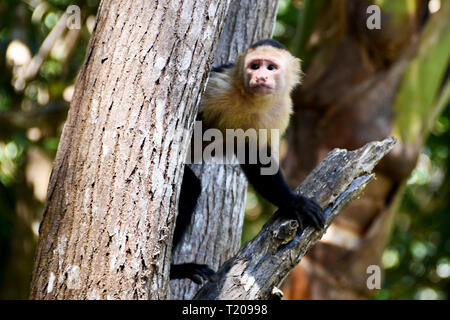 Scimmia cappuccina nella Costa Rica mangrovie Foto Stock