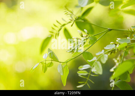 Acacia bianca fioritura in una giornata di sole. Abbondante fioritura acacia il ramo di Robinia pseudoacacia. Acacia bloom. Il fogliame verde Foto Stock