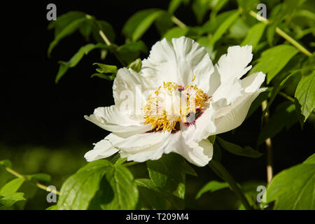 Albero in fiore peonia. Grande bianco le peonie fioriscono in primavera. Paeonia rockii. Foto Stock