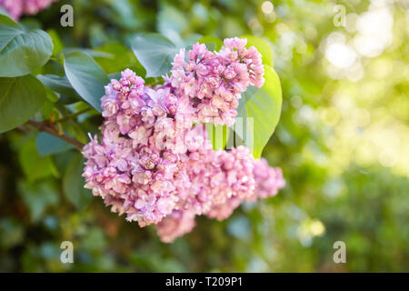 Lilla. Lillà, syringa o siringa. Colorata viola lillà fiorisce con foglie verdi. Motivo floreale. Lilac texture di sfondo. Carta da parati lilla Foto Stock