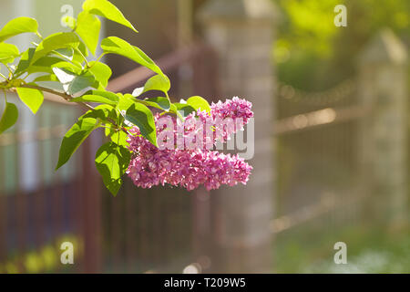 Lilla. Lillà, syringa o siringa. Colorata viola lillà fiorisce con foglie verdi. Motivo floreale. Lilac texture di sfondo. Carta da parati lilla Foto Stock