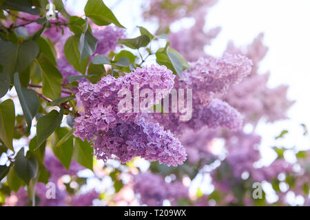 Lilla. Lillà, syringa o siringa. Colorata viola lillà fiorisce con foglie verdi. Motivo floreale. Lilac texture di sfondo. Carta da parati lilla Foto Stock