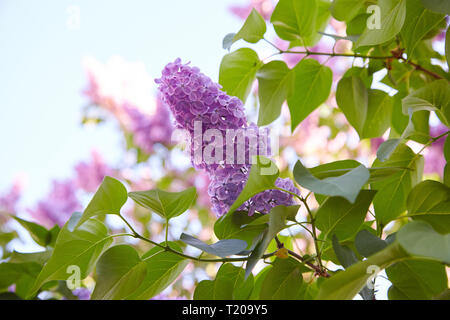 Lilla. Lillà, syringa o siringa. Colorata viola lillà fiorisce con foglie verdi. Motivo floreale. Lilac texture di sfondo. Carta da parati lilla Foto Stock