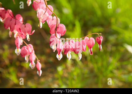 Close up di un cluster di sanguinamento cuori cresce in primavera. Dicentra spectabilis nel giardino/pretty pink spurgo cuore fiori fuori della stringa Foto Stock