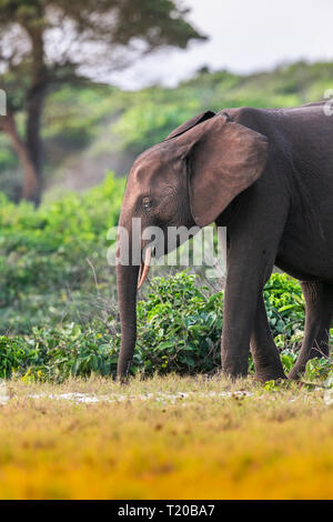 Elefanti in affida Loango National Park, il Gabon Foto Stock