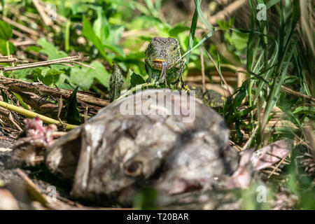 Monitor ornati Lizard, affida Loango National Park, il Gabon Foto Stock