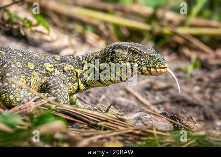 Monitor ornati Lizard, affida Loango National Park, il Gabon Foto Stock