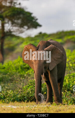 Elefanti in affida Loango National Park, il Gabon Foto Stock