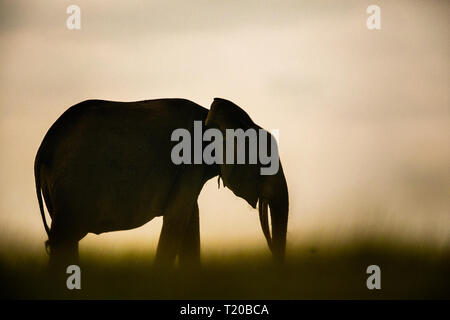 Elefanti in affida Loango National Park, il Gabon Foto Stock