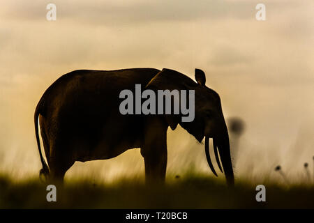 Elefanti in affida Loango National Park, il Gabon Foto Stock