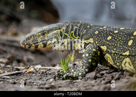 Monitor ornati Lizard, affida Loango National Park, il Gabon Foto Stock