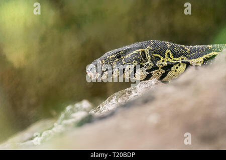 Monitor ornati Lizard, affida Loango National Park, il Gabon Foto Stock