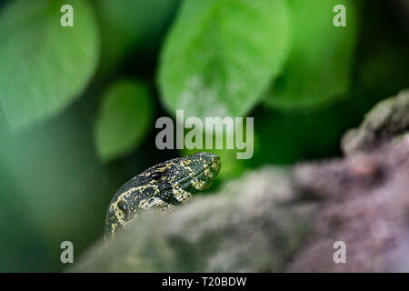 Monitor ornati Lizard, affida Loango National Park, il Gabon Foto Stock