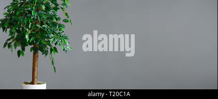 Vaso di fiori con albero di ficus in piedi in uno sfondo grigio, panorama, spazio di copia Foto Stock