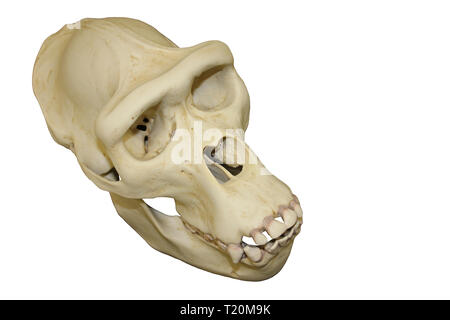 Femmina Cranio di Gorilla Sfondo bianco Foto Stock
