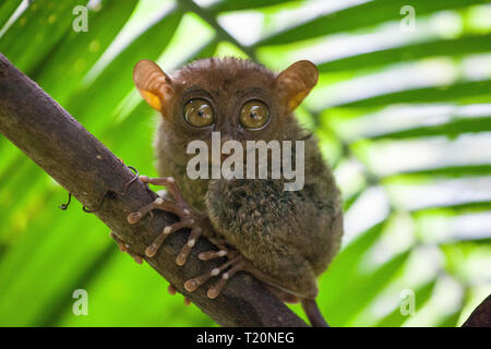 Phillipine Tarsier ,Tarsius Syrichta, il più piccolo al mondo primate carino Tarsius scimmia con grandi occhi seduto su un ramo con foglie verdi. A Bohol isla Foto Stock