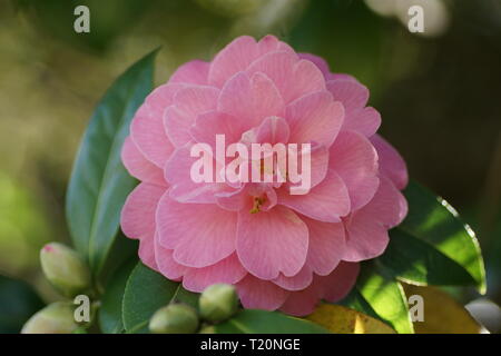 Camellia x williamsii 'Gwavas' Foto Stock