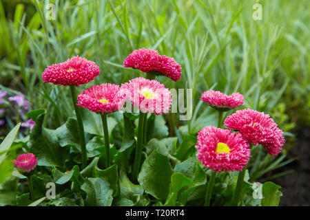 Rosa inglese margherite - Bellis perennis - nel giardino di primavera. Bellasima rose. Blooming piantine mazzetto luminoso con foglie di colore verde e rosa flowerheads Foto Stock