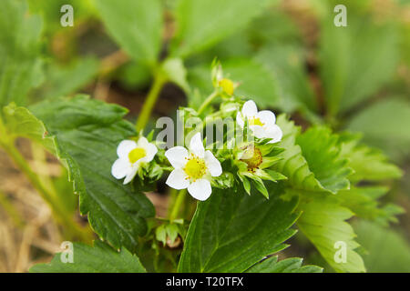 Una fioritura primaverile fragola cresce sul letto. Foto Stock