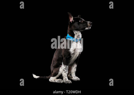 Pooch dark dog nel collare blu isolato su nero Foto Stock