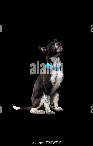 Pooch dark dog nel collare blu isolato su nero Foto Stock