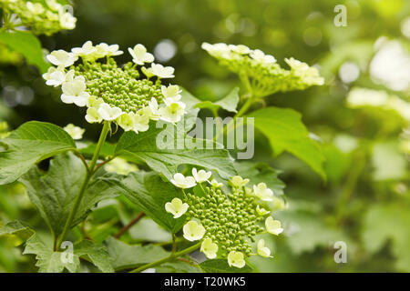 Fiori di fioritura viburno-rose. Infiorescenza Corymbose del pallon di maggio (Viburnum opulus) Foto Stock