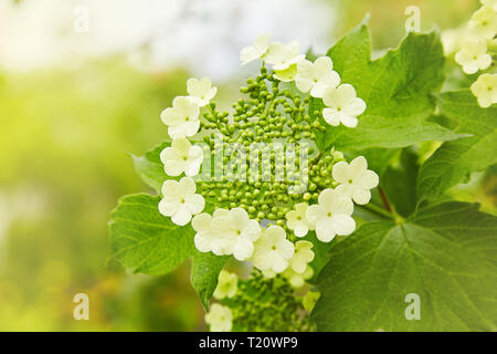 Fiori di fioritura viburno-rose. Infiorescenza Corymbose del pallon di maggio (Viburnum opulus) Foto Stock