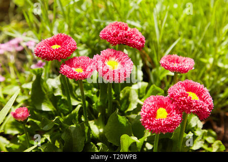 Rosa inglese margherite - Bellis perennis - nel giardino di primavera. Bellasima rose. Blooming piantine mazzetto luminoso con foglie di colore verde e rosa flowerheads Foto Stock