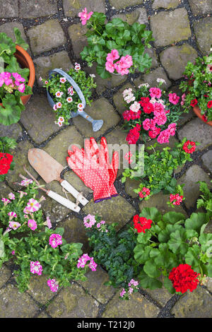 Vari vasi di primavera ed estate fiori, utensili da giardinaggio e guanti cabblestone sul marciapiede, vista dall'alto Foto Stock