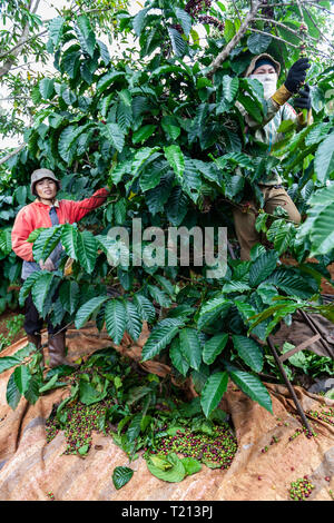 Due femmina piantagione di caffè lavoratori negli altipiani centrali del Vietnam vicino a Dalat. Il caffè è una delle province più importante delle esportazioni. Foto Stock