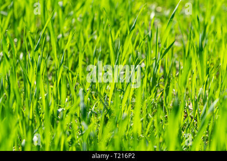 Giovani cresce di cereali nel campo. Coltelli verdi su una soleggiata giornata di primavera. Foto Stock