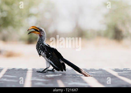 La Namibia, il Parco Nazionale di Etosha, Southern giallo-fatturati hornbill Foto Stock