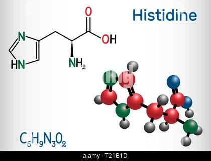 Istidina (L- istidina , il suo, H) aminoacido molecola. Esso viene utilizzato nella biosintesi delle proteine. Formula chimica di struttura e la molecola modello. Vec Illustrazione Vettoriale