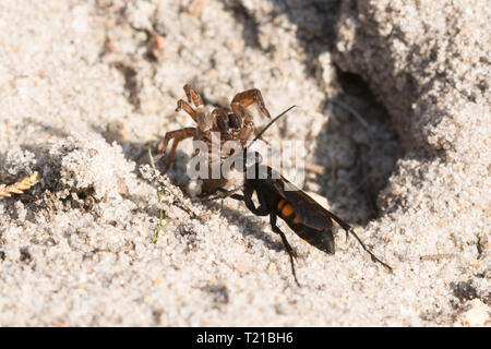 Nero-nastrare spider wasp (Anoplius viaticus), un ragno-caccia wasp, sulla sabbia heath con un ragno paralizzato per il provisioning il suo nido, Surrey, Regno Unito Foto Stock