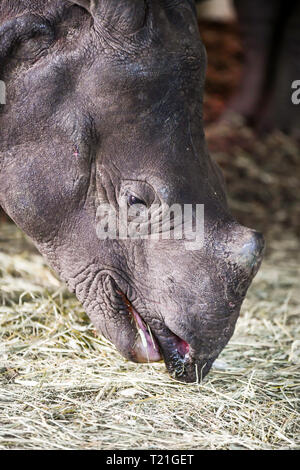 Edinburgh, Regno Unito. Il 29 marzo 2019. Sanjay Rhino soddisfa Qabid rhino presso lo Zoo di Edimburgo, Scozia. Due anni di Sanjay, arrivati da Zoo di Norimberga, Germania il 20 marzo 2019 e tre anni Qabid, arrivati da Zoo Planckendael in Belgio nel mese di luglio 2018. Essi sono entrambi maggiori di uno-cornuto rinoceronti - noto anche come il rinoceronte indiano e grande rinoceronte indiano - che sono in via di estinzione con un totale di 2,575 individui maturi stimati a vivere nel selvaggio nel 2008. Credito: Andy Catlin/Alamy Live News Foto Stock