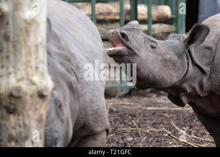 Edinburgh, Regno Unito. Il 29 marzo 2019. Sanjay Rhino soddisfa Qabid rhino presso lo Zoo di Edimburgo, Scozia. Due anni di Sanjay, arrivati da Zoo di Norimberga, Germania il 20 marzo 2019 e tre anni Qabid, arrivati da Zoo Planckendael in Belgio nel mese di luglio 2018. Essi sono entrambi maggiori di uno-cornuto rinoceronti - noto anche come il rinoceronte indiano e grande rinoceronte indiano - che sono in via di estinzione con un totale di 2,575 individui maturi stimati a vivere nel selvaggio nel 2008. Credito: Andy Catlin/Alamy Live News Foto Stock