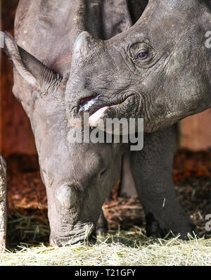 Edinburgh, Regno Unito. Il 29 marzo 2019. Sanjay Rhino soddisfa Qabid rhino presso lo Zoo di Edimburgo, Scozia. Due anni di Sanjay, arrivati da Zoo di Norimberga, Germania il 20 marzo 2019 e tre anni Qabid, arrivati da Zoo Planckendael in Belgio nel mese di luglio 2018. Essi sono entrambi maggiori di uno-cornuto rinoceronti - noto anche come il rinoceronte indiano e grande rinoceronte indiano - che sono in via di estinzione con un totale di 2,575 individui maturi stimati a vivere nel selvaggio nel 2008. Credito: Andy Catlin/Alamy Live News Foto Stock