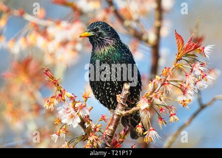 30 Mar, 2019. Regno Unito meteo. Un Starling (Sturnus vulgaris) su questa mattina luminosa per iniziare la giornata in East Sussex, Regno Unito. Credito: Ed Brown/Alamy Live News Foto Stock