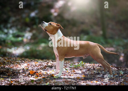 American Staffordshire Terrier cucciolo giocando nella foresta. Foto Stock