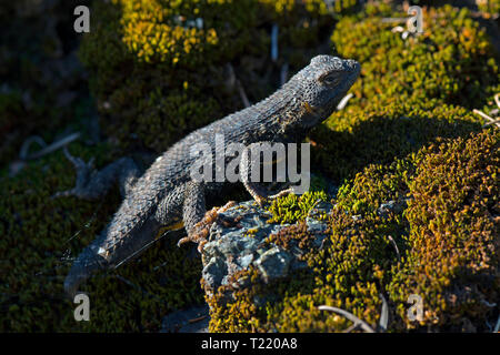 Una recinzione occidentale lucertola che ha ancora a ricrescere il suo perso la coda si crogiola al sole su un muschio-coperto rock. Foto Stock