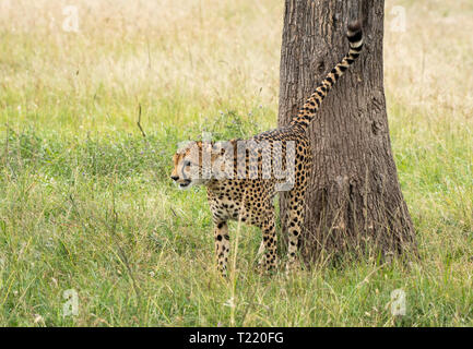 Un ghepardo, Acinonyx jubatus jubatus, segna il suo territorio mediante spruzzatura di un tronco di albero in Masai Mara riserva nazionale, Kenya Foto Stock