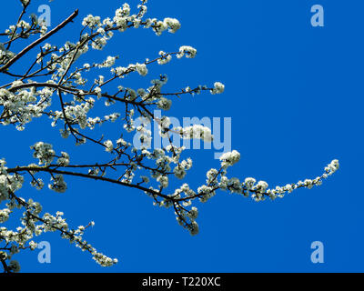 Pretty white prugnolo fiori sui rami di alberi contro un cielo blu chiaro Foto Stock