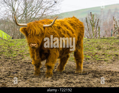 Brown highland bovini, popolare addomesticati animali di fattoria, mucca scozzese Foto Stock