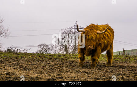 Cornuto highland permanente del bestiame al pascolo, mucca scozzese, ritratto di un popolare degli animali da allevamento Foto Stock