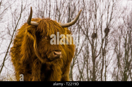 Primo piano del volto di un altopiano di bovini, mucca scozzese, popolare addomesticati animali di fattoria Foto Stock