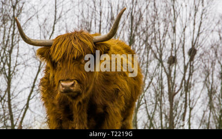 La faccia di un altopiano di bovini in closeup, mucca scozzese, popolare addomesticati animali di fattoria Foto Stock