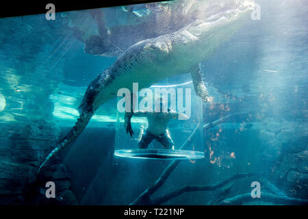 Giovane uomo immersioni con un coccodrillo in una gabbia, Darwin, Territorio del Nord, l'Australia Foto Stock
