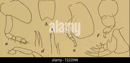 Archivio immagine dalla pagina 42 della scoperta dei report (1932) Discovery discoveryreports report05inst Anno: 1932 LYSIANASSIDAE 33 Il presente modello è più grande di o l' Challenger" o l' Scotia' esemplari. Il fortemente chitinized apici delle piastre esterne della maxilliped sono molto evidente. La distribuzione. Marion Island 90-135 m.; Cape vergini 100 m.; Gough isola 100 braccia; Isole Falkland; Kerguelen. Genere Stomacontion, Stebb. Stebbing, 1906, p. 16. Barnard, 1916, p. 109. La specie descritta di seguito è provvisoriamente collocata in questo genere, anche se differiscono sotto certi aspetti. In o Foto Stock