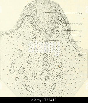 Immagine di archivio da pagina 49 del die Säugetiere Einführung in die Die Säugetiere. Einführung in die Anatomie und Systematik der recenten und fossilen Mammalia diesugetiereei00webeuoft Anno: 1904 Fig. 26. Schemata zur phylogenetischen Entwickeiung der Zitzen: un Primitiver Zustand entsprechend den Verhältnissen bei Echidna; b Halnjaturu.s a-o der Laktation; c Didelphys vor, d Zur Zeit der Laktation; letzteres Schenxa gilt auch für den Menschen und die faus. e embryonales, f erwachsenes crosta. / Cutiswall; 2 Drüsenfeld, die unterbrochene Linie stellt die Mammartasche dar; 3 Milchgänge. Fig. 27. Foto Stock